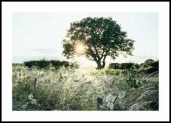 Solnedgang Bag Træ Plakat