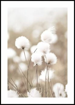 Cottongrass Poster