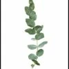Eucalyptus Plakat -POSTERSTORE Salg 176