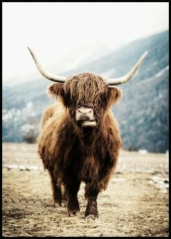 Highland Cow Plakat