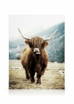 Highland Cow Lærred
