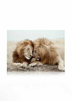 Lion Brothers Lærred -POSTERSTORE Salg can12574 8 1 53589