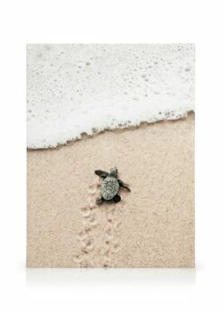 Lille Strandskildpadde Lærred