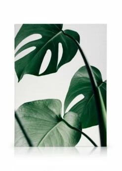Monstera Leaves Lærred