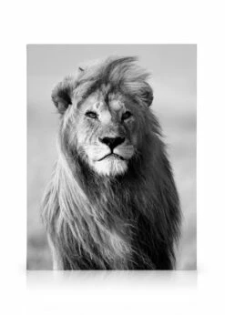Majestic Lion Lærred