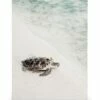 Skildpadde På Stranden Lærred -POSTERSTORE Salg canps50671 5 1