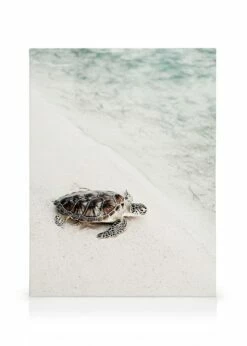 Skildpadde På Stranden Lærred