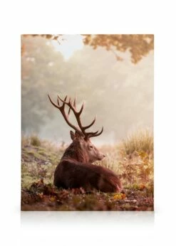 Hvilende Kronhjort Lærred