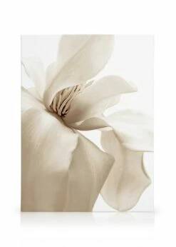 Beige Magnolia Lærred