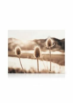 Tidselblomster Lærred