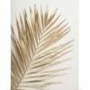 Gylden Palme Lærred -POSTERSTORE Salg canps51337 5 1