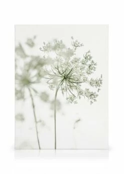 Blomsterkørvel Lærred