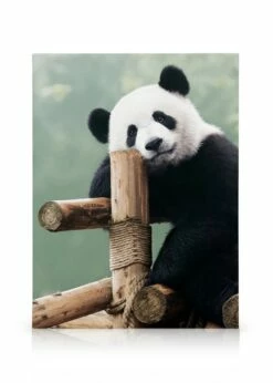 Stor Panda Lærred