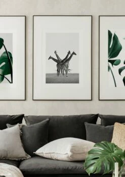 Giraffer På En Savanne Plakat -POSTERSTORE Salg p88 2 first