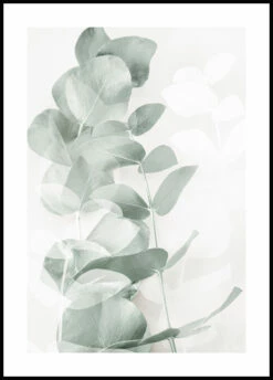 Eucalyptus Shades No1 Plakat