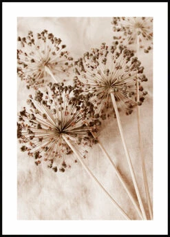 Dry Allium Flowers Plakat